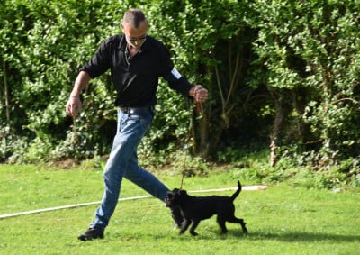 Étalon Griffon belge - Tee-Trea du Clos Napolitain