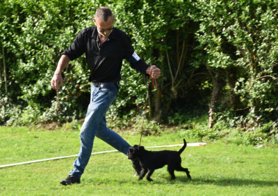 Étalon Petit Brabançon - Tee-Trea du Clos Napolitain