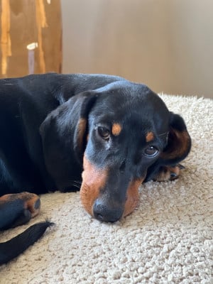 Étalon Teckel - Gabéric's ALBERT MON PRINCE