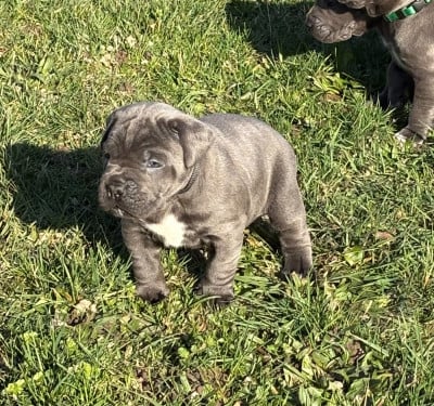 Étalon Cane Corso - Arvernmolosse Athéna