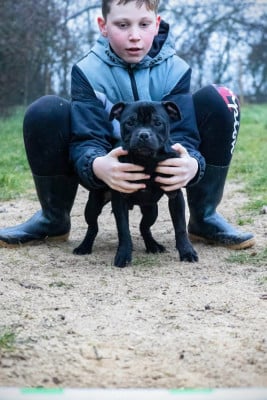 Étalon Staffordshire Bull Terrier - Actarus des Espoirs de Wallieux