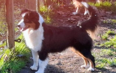 Étalon Berger Américain Miniature - Isiwun what else