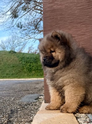 Étalon Chow Chow - Abyss des Pantoufles d'Amour