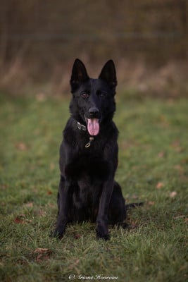 Étalon Berger Allemand - UNDRA Du normont