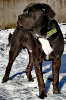 Étalon Cane Corso - Radosc (Sans Affixe)