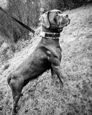 Étalon Cane Corso - Pearl des gardien d' attila