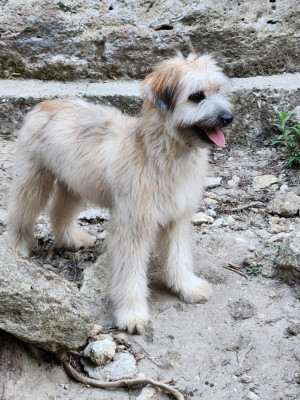 Étalon Berger des Pyrenees à poil long - ALAKA Des Terres Du Kerala