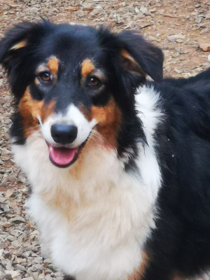 Étalon Berger Australien - TEQUILA Des Bergers De Peirocountaou