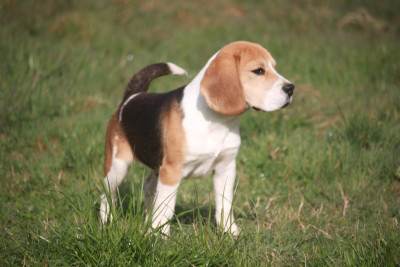 Étalon Beagle - Vax de la Magie de l'Argoat