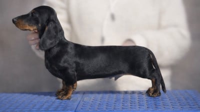 Étalon Teckel poil ras - AMORE MIO de la Cité du Guerrier