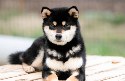 Étalon Shiba - Kokuryu No Fukuryu Go Chudojisou