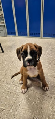 Étalon Boxer - Apache du Val D'Europe