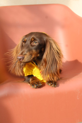 Étalon Teckel poil long - VEDETTE du domaine de luard