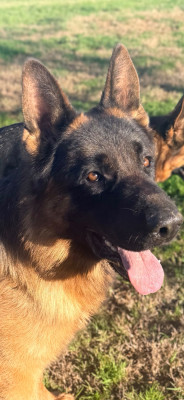 Étalon Berger Allemand - VAILLANT des fideles de la chataigneraie