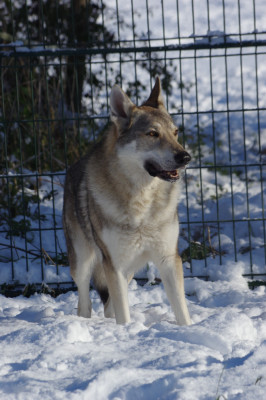 Étalon Chien-loup tchecoslovaque - CH. Casey strazce walhaly