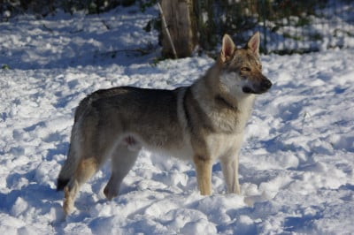 Étalon Chien-loup tchecoslovaque - Victory of Life Elijah Howling Winds Of Winter