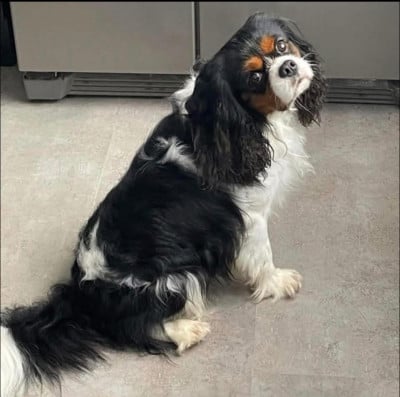 Étalon Cavalier King Charles Spaniel - Stuart de la résidence du loup de la flamantière
