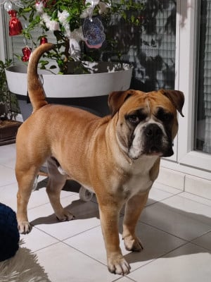 Étalon Bulldog continental - Sir Bud De L'arche Des Molosses