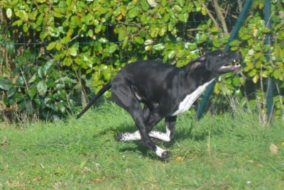 Étalon Pointer - Azia Des Bois De Jambelle