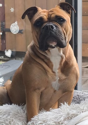 Étalon Bulldog continental - Uptown Daisy Des Conti's Ador