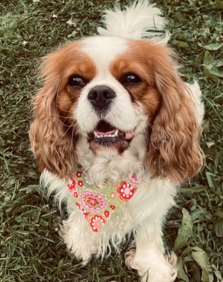 Étalon Cavalier King Charles Spaniel - Trinity Du Temps Des Amazones