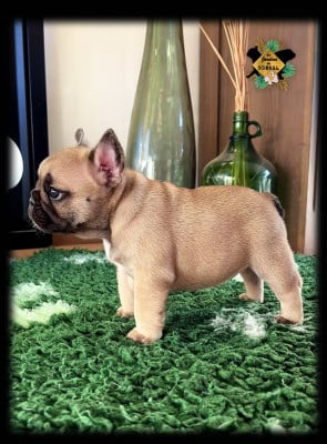 Étalon Bouledogue français - Amarantha Lilith Panthera Des Jardins De Sorkal