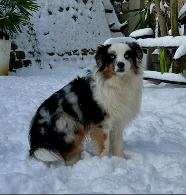 Étalon Berger Américain Miniature - Ayven the adventurous Eyes Of Light