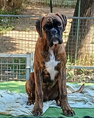 Étalon Boxer - AX Des gorges d'heric