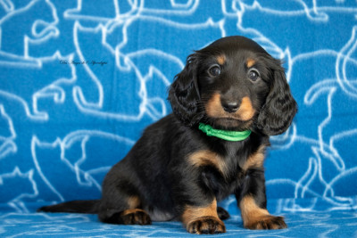 Étalon Teckel poil long - Altesse Royale Des Anges De L'apocalypse