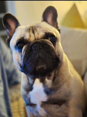 Étalon Bouledogue français - Tao de la fougue du marais }