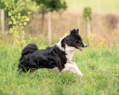 Étalon Laika de iakoutie - Argentea Ishtar (Sans Affixe)