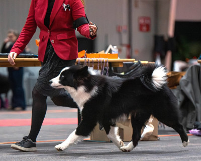 Étalon Laika de iakoutie - Vibrant memories for vince des légende de retz