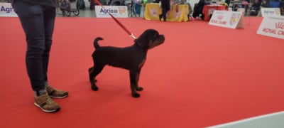 Étalon Rottweiler - Aragorn Des Princes De Calvignac