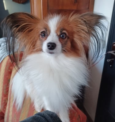 Étalon Epagneul nain Continental (Papillon) - Tara Des Plages De Goarem