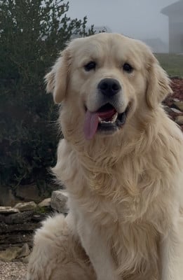 Étalon Golden Retriever - Virtuose des Légendaires Nahauri