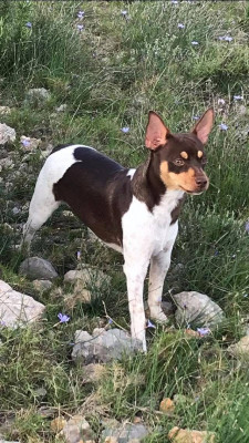 Étalon Ratier valencien - CH. Randeros Señorita Muma dite Pippa