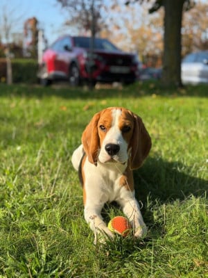 Ultimus Des Courants De La Selle