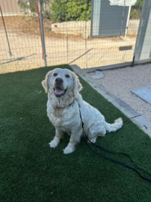 Étalon Golden Retriever - PEARL WHITE Du Domaine De Dague