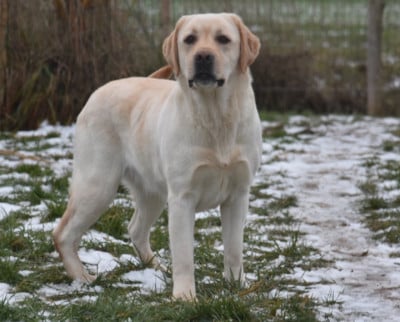 Étalon Labrador Retriever - Tequitoi Du Grand Etricher