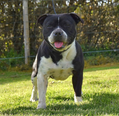 Étalon Staffordshire Bull Terrier - vegas Blue Warrior