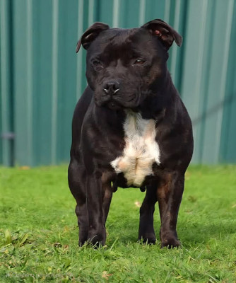 Étalon Staffordshire Bull Terrier - spencer Blue Warrior