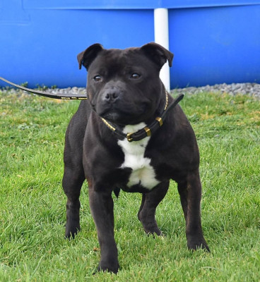 Étalon Staffordshire Bull Terrier - tesla des Heritiers De Cerbere