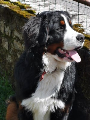 Étalon Bouvier Bernois - Romy Du Bois Des Feux Follets