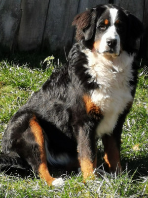 Étalon Bouvier Bernois - Udine Du Bois Des Feux Follets