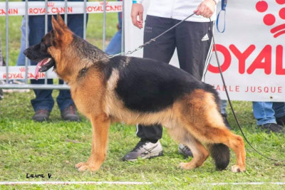 Étalon Berger Allemand - Reese Du Montgison