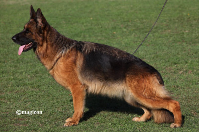 Étalon Berger Allemand - O'dja-Dja Du domaine du parc