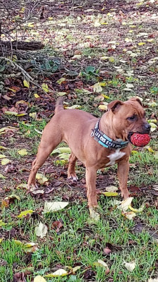 Étalon Staffordshire Bull Terrier - Victory Du Domaine O'razzia And Rose