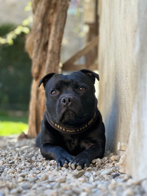Étalon Staffordshire Bull Terrier - Uunder Des Guerriers Pacifiques