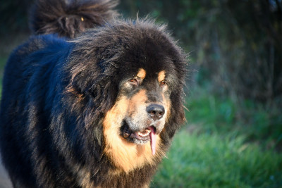 Étalon Dogue du Tibet - Viky du Haras des Brumieres