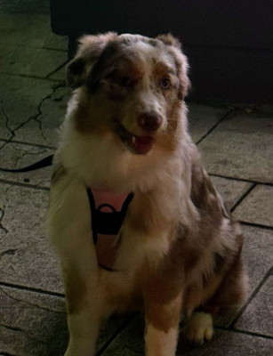 Étalon Berger Australien - APPY du Domaine des Charbons Ardents